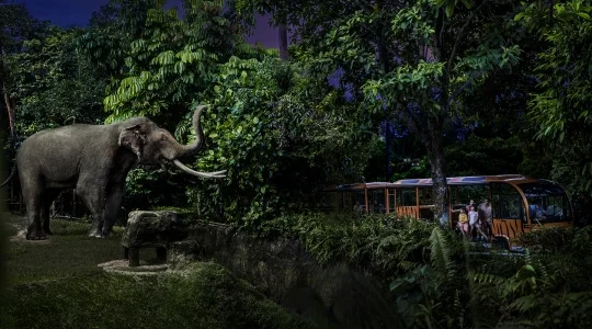 ナイトサファリ